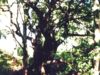 Chained Oak #1
