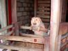 Singing Barn #3