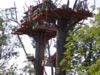 Treetops freefall #2